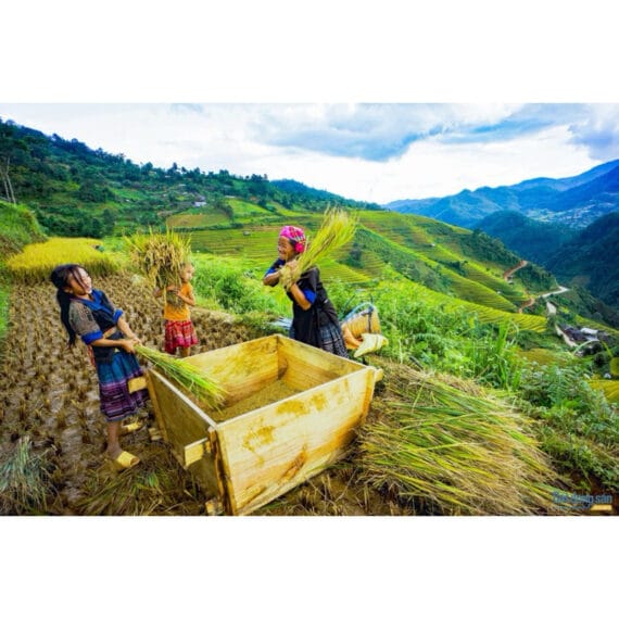 Gạo Nếp Tú Lệ - Yên Bái